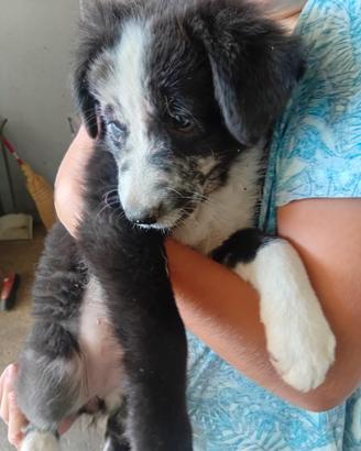 Cucciola border collie