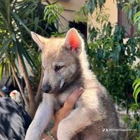 Cane lupo cecoslovacco