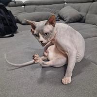 Sphynx stallone da monta