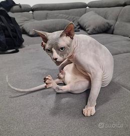 Sphynx stallone da monta