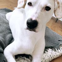 Cane meticcio - Achille