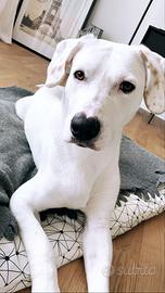 Cane meticcio - Achille