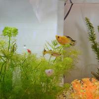 Guppy, molly, neocaridine, physia