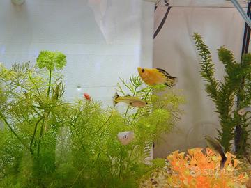 Guppy, molly, neocaridine, physia