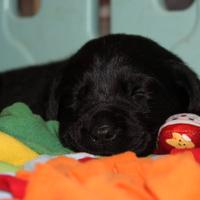 Cuccioli labrador retriever neri con pedigree