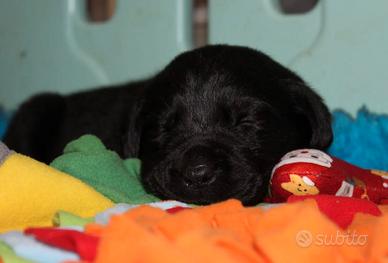 Cuccioli labrador retriever neri con pedigree