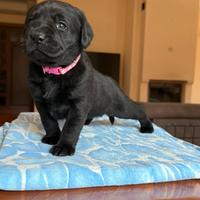 Cuccioli Labrador