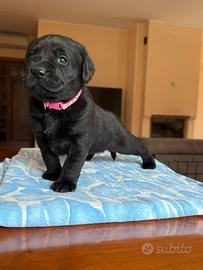 Cuccioli Labrador