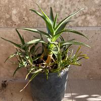 Aloe Arborescen in vaso
