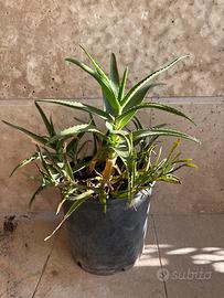 Aloe Arborescen in vaso
