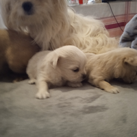 Cucciolo maltese toy