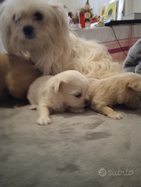 Cucciolo maltese toy