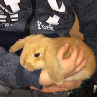 Coniglio selezionato