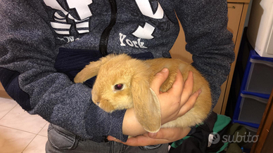 Coniglio selezionato