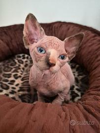 Sphynx con pedigree e test hcm