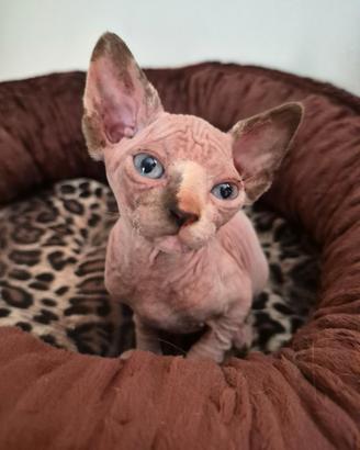 Sphynx con pedigree e test hcm