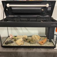Acquario