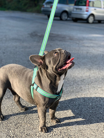 Bulldog francese per monta