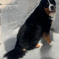 Bovaro del Bernese per monta