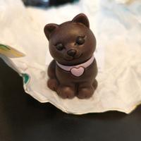 Gatto moro Bauli x Thun 2026 