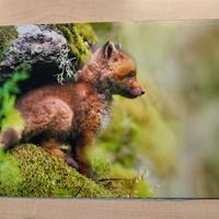 QUADRO FOTO STAMPA POSTER  PANNELLO CUCCIOLO VOLPE