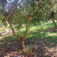 Ulivi da giardino e da raccolta