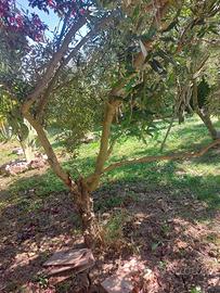 Ulivi da giardino e da raccolta