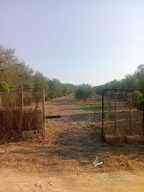 Terreno con alberi di ulivo
