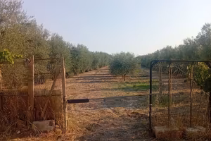 Terreno con alberi di ulivo