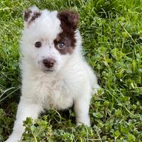 Cucciolo incrocio pastore australiano