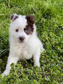 Cucciolo incrocio pastore australiano