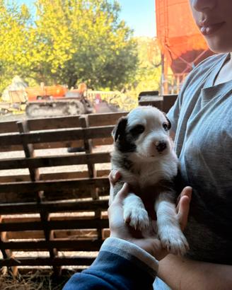 Cuccioli di border collie incrociati