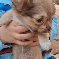 Cucciolo simil chihuahua