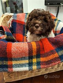 Cuccioli di lagotto