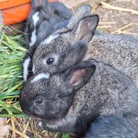 Coniglietti nostrani