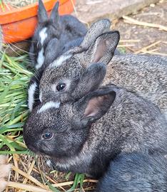 Coniglietti nostrani