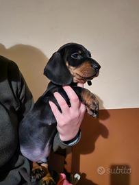 Cucciolo bassotto pelo corto nero focato