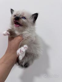 Ragdoll Seal Mitted