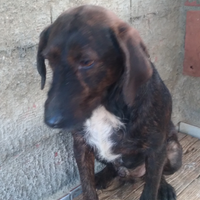 Cani da caccia