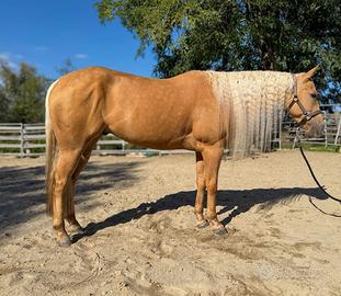 Castrone Quarter Horse Palomino