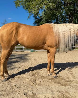 Castrone Quarter Horse Palomino