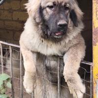 Cucciolona di pastore del caucaso