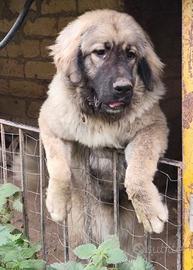 Cucciolona di pastore del caucaso