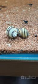 Acquario  lumache ampullaria