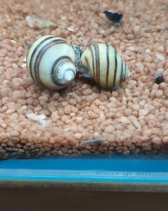 Acquario  lumache ampullaria