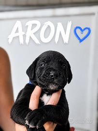 Cane corso