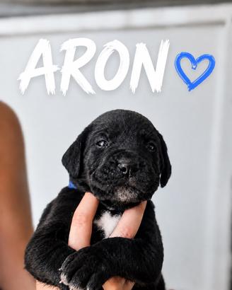 Cane corso