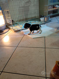 Cucciolo Epagneul Breton