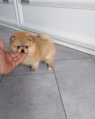 Cuccioli di spitz pomerania