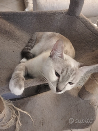 Gattina sterilizzata e vaccinata